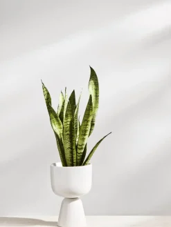 Nappula Ruukku 230x155 mm valkea>Iittala Best