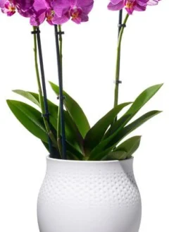 Collier Vaasi 16,5x16,5x17,5cm valkoinen>Villeroy&Boch Online